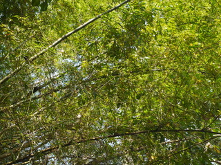 The atmosphere in the green bamboo garden gives a shady atmosphere.