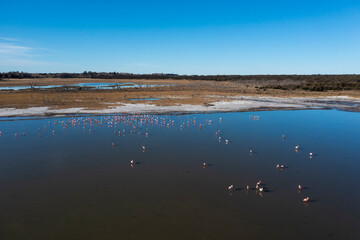 Flamingos flock in a salty lagoon, La Pampa Province,Patagonia, Argentina.