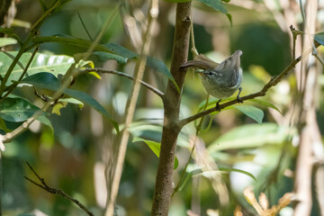 greenish warbler bird in Sundarbans, the largest mangrove forest in the world. Satkhira, Bangladesh
