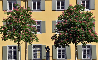 Fototapeta na wymiar Kastanienbäume vor Schwarzem Kloster in Freiburg