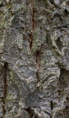 Details of the bark of quercus variabilis