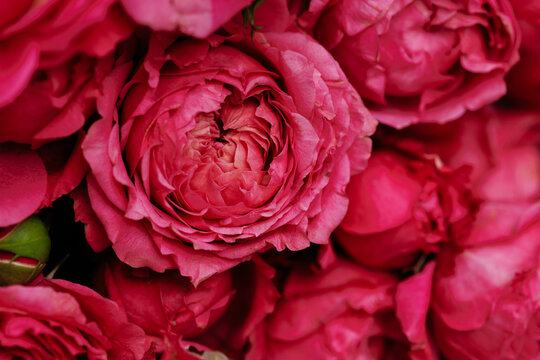 Pink flowers roses pattern close up. High quality photo