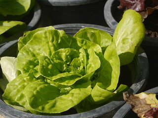Close-up shot of green lettuce leaves growing in a pot. give a fresh feeling suitable for illustration