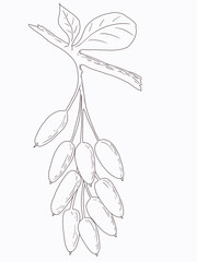 Linart illustration of berries, hand-drawn digital ink. Isolates, single element.