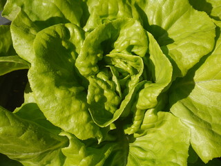 Close-up shot of green lettuce leaves growing in a pot. give a fresh feeling suitable for illustration