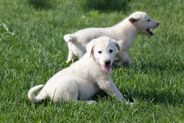 Obraz premium akbash dog puppies are playing