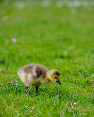 baby Canadian goose chick in the spring