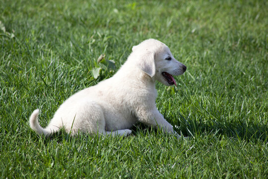 akbash dog puppies are playing