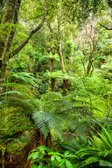Dense rainforest natural background