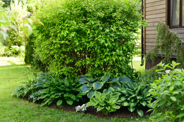various hostas in summer. Plants composition for shady areas. Beautiful private garden design.