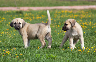 sivas kangal dogs puppies in the garden
