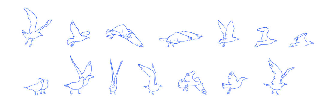 Variation of line drawing illustration of continuous motion of a flapping bird