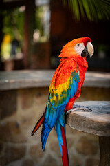 Parrot. Red, blue, green and yellow macaw. Natural environment. Loro. Guacamaya rojo, azul, verde y Amarillo. Ambiente natural. 