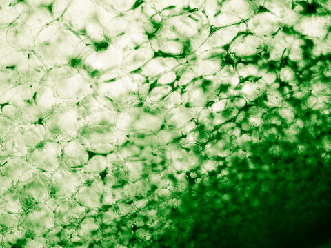 Squash cells texture seen in biological optical microscope. Stained for better artistic experience and to increase visibility and contrast