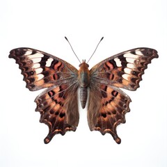 Fototapeta premium Comma butterfly (Polygonia c-album) isolated on white background. Generative AI.