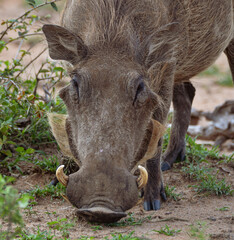 Naklejka na ściany i meble warthog in the wild