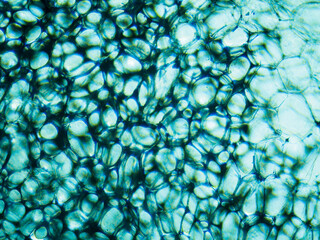 Cucumber cells texture seen in biological optical microscope. Stained for better artistic...