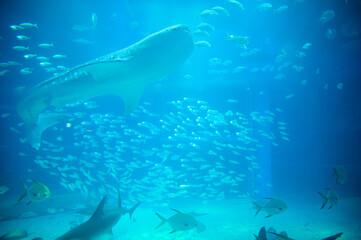 水族館の魚たち