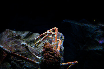 水族館の魚たち