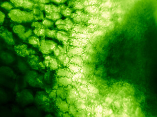 River water plants and algae texture seen in microscope