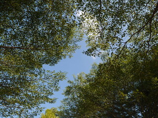 garden scene The view is seen from below, with bright green branches contrasting with the blue sky. Let the atmosphere be shady. Suitable for making background images.