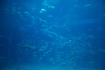 Fototapeta na wymiar 水族館の魚たち