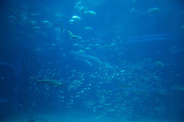 水族館の魚たち