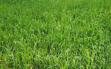 Background of green natural grass. green grass in spring