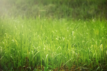 Green grass on a sunny day. Natural grass background