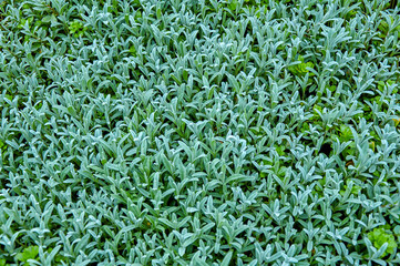 Decorative landscape design. Green decorative grass for landscape design.