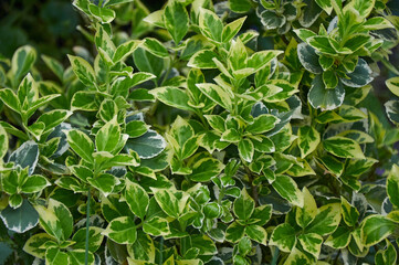 Decorative landscape design. Green decorative grass for landscape design.