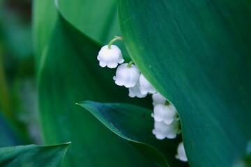 garden lily of the valley with bell