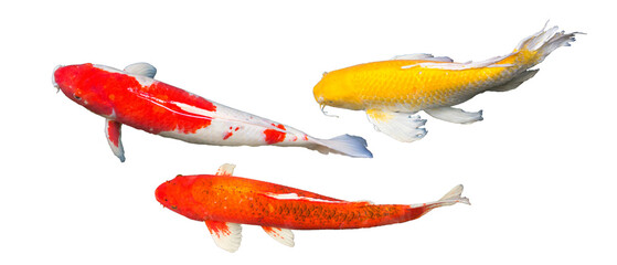 Red and white Kohaku, red Aka Matsuba koi, Yellow Kigoi butterfly koi carp fish are swimming in...