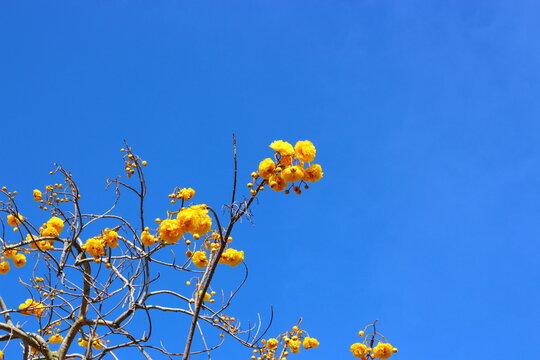 Close-up of Yellow Silk Cotton flowers on branch tree with blue sky background in sunny day at the garden.