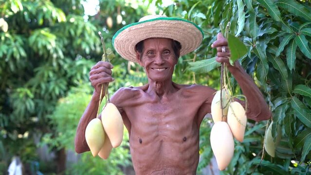 (Slow motion) An Asian man who is poor farmer showing Mango Nam Dok Mai that he harvested from Mango trees in the rural area,mango used to make Thai desserts called Thai Mango Sticky Rice.