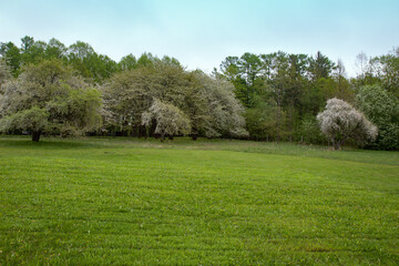 Blossoming Trees in Spring. Spring time in nature with blooming trees