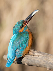 Сommon kingfisher, Alcedo atthis. The male bird holds a fish in his beak, calling to the female