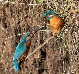 Fototapeta premium Сommon kingfisher, Alcedo atthis. The male gives the fish to the female. The mating ritual of birds