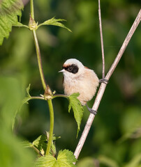 Eurasian penduline tit, remiz pendulinus. A bird sits on a plant stem