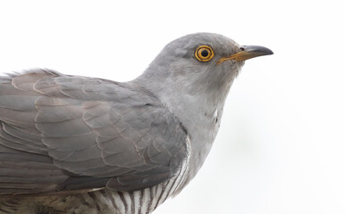 Common cuckoo, Cuculus canorus. Bird shot close-up, white background, cut out