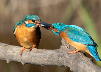 Сommon kingfisher, Alcedo atthis. The male gives the fish to the female. The mating ritual of birds