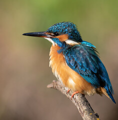 Сommon kingfisher, Alcedo atthis. A bird sits on a branch, a beautiful blurry background