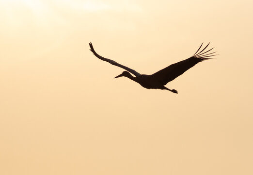 White stork, Ciconia ciconia. Dawn, a bird flies against a golden sky, silhouette