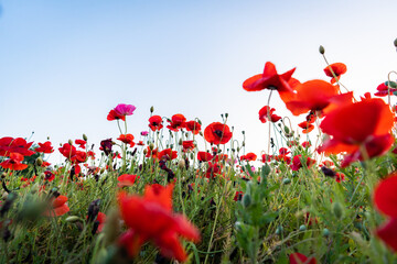 ポピー畑・赤いポピーの花