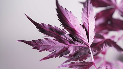  a close up of a purple leaf on a white background.  generative ai