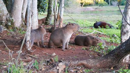 Naklejka premium flock of capybaras sleeping near the trees, natural habitat