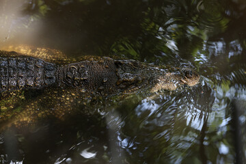 Close up eye crocodile is show head in river
