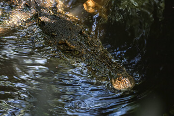 Close up eye crocodile is show head in river