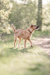 Dutch Smoushond puppy dog very cute and beige from colour in spring time with fresh green © PIC by Femke