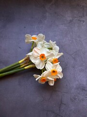 a bunch of daffodils, white and yellow flowers, spring flowers, daffodils on a gray background, cut flowers